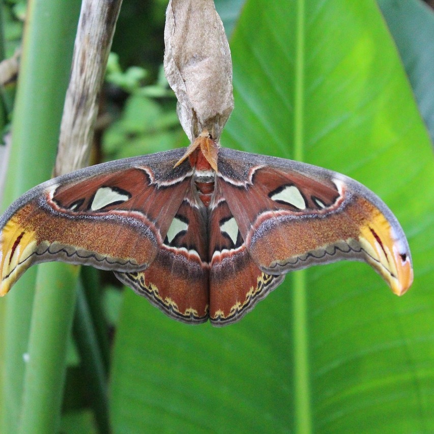 Moth Night — July 10 - logo